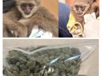 Mumbai Customs Foil Rs 7.9 Crore Drug Trafficking and Exotic Wildlife Smuggling at CSMI Airport - News | Mumbai Customs Foil Rs 7.9 Crore Drug Trafficking and Exotic Wildlife Smuggling at CSMI Airport | Latest mumbai News at Lokmattimes.com Mumbai Customs Foil Rs 7.9 Crore Drug Trafficking and Exotic Wildlife Smuggling at CSMI Airport - News | Mumbai Customs Foil Rs 7.9 Crore Drug Trafficking and Exotic Wildlife Smuggling at CSMI Airport | Latest mumbai News at Lokmattimes.com