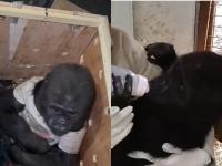 Watch: Baby Gorilla Wearing T-Shirt Rescued from Smuggling at Istanbul Airport: Viral Video Wins Hearts - News | Watch: Baby Gorilla Wearing T-Shirt Rescued from Smuggling at Istanbul Airport: Viral Video Wins Hearts | Latest social-viral News at Lokmattimes.com Watch: Baby Gorilla Wearing T-Shirt Rescued from Smuggling at Istanbul Airport: Viral Video Wins Hearts - News | Watch: Baby Gorilla Wearing T-Shirt Rescued from Smuggling at Istanbul Airport: Viral Video Wins Hearts | Latest social-viral News at Lokmattimes.com