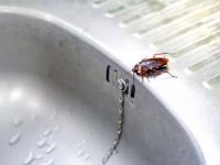 This Simple Tea Mixture Is the New Weapon Against Cockroaches - News | This Simple Tea Mixture Is the New Weapon Against Cockroaches | Latest lifestyle News at Lokmattimes.com This Simple Tea Mixture Is the New Weapon Against Cockroaches - News | This Simple Tea Mixture Is the New Weapon Against Cockroaches | Latest lifestyle News at Lokmattimes.com