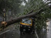 Mumbai Tragedy: Tree Falls on Moving Auto in Khar, Two Critical; Construction Company Booked | Latest mumbai News at www.lokmattimes.com