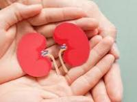 Karnataka Sees Surge in Organ Donations; 5974 Patients Are Still on the Waiting List for Kidney Transplants - News | Karnataka Sees Surge in Organ Donations; 5974 Patients Are Still on the Waiting List for Kidney Transplants | Latest national News at Lokmattimes.com