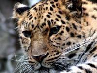 Ghaziabad: Leopard Enters Green Field School in Govindpuram, Students Evacuated - News | Ghaziabad: Leopard Enters Green Field School in Govindpuram, Students Evacuated | Latest national News at Lokmattimes.com