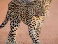 Gujarat Tragedy: Leopard Mauls 1-Year-Old Girl to Death in Amreli’s Trambakpur Village - News | Gujarat Tragedy: Leopard Mauls 1-Year-Old Girl to Death in Amreli’s Trambakpur Village | Latest national News at Lokmattimes.com