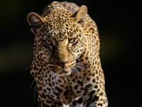 Leopard Attack in Maharashtra: Big Cat Kills Cow in Raigad's Poladpur, Locals Scared - News | Leopard Attack in Maharashtra: Big Cat Kills Cow in Raigad's Poladpur, Locals Scared | Latest maharashtra News at Lokmattimes.com Leopard Attack in Maharashtra: Big Cat Kills Cow in Raigad's Poladpur, Locals Scared - News | Leopard Attack in Maharashtra: Big Cat Kills Cow in Raigad's Poladpur, Locals Scared | Latest maharashtra News at Lokmattimes.com