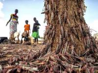 Maharashtra: Agriculture university suggests ways to tackle with locust attack - News | Maharashtra: Agriculture university suggests ways to tackle with locust attack | Latest maharashtra News at Lokmattimes.com Maharashtra: Agriculture university suggests ways to tackle with locust attack - News | Maharashtra: Agriculture university suggests ways to tackle with locust attack | Latest maharashtra News at Lokmattimes.com