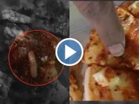Madhya Pradesh Shocker: Man Finds Live Insects in Pizza from Local Cafe In Shahdol, Sparks Food Safety Concerns (Watch Video) - News | Madhya Pradesh Shocker: Man Finds Live Insects in Pizza from Local Cafe In Shahdol, Sparks Food Safety Concerns (Watch Video) | Latest social-viral News at Lokmattimes.com Madhya Pradesh Shocker: Man Finds Live Insects in Pizza from Local Cafe In Shahdol, Sparks Food Safety Concerns (Watch Video) - News | Madhya Pradesh Shocker: Man Finds Live Insects in Pizza from Local Cafe In Shahdol, Sparks Food Safety Concerns (Watch Video) | Latest social-viral News at Lokmattimes.com
