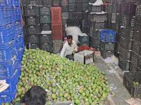 Maharashtra’s Hapus Mango Season Shortened as Early Monsoon Hits Production - News | Maharashtra’s Hapus Mango Season Shortened as Early Monsoon Hits Production | Latest maharashtra News at Lokmattimes.com Maharashtra’s Hapus Mango Season Shortened as Early Monsoon Hits Production - News | Maharashtra’s Hapus Mango Season Shortened as Early Monsoon Hits Production | Latest maharashtra News at Lokmattimes.com