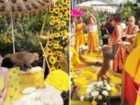 Monkey Unexpectedly Enters Haldi Ceremony and Steals Laddoos from Wedding Guests; Video Surfaces (Watch) - News | Monkey Unexpectedly Enters Haldi Ceremony and Steals Laddoos from Wedding Guests; Video Surfaces (Watch) | Latest social-viral News at Lokmattimes.com Monkey Unexpectedly Enters Haldi Ceremony and Steals Laddoos from Wedding Guests; Video Surfaces (Watch) - News | Monkey Unexpectedly Enters Haldi Ceremony and Steals Laddoos from Wedding Guests; Video Surfaces (Watch) | Latest social-viral News at Lokmattimes.com