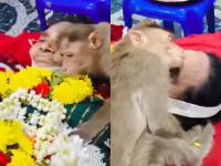 Viral Video: Monkey Pays Emotional Tribute to 85-Year-Old Woman Who Fed Him Daily - News | Viral Video: Monkey Pays Emotional Tribute to 85-Year-Old Woman Who Fed Him Daily | Latest social-viral News at Lokmattimes.com