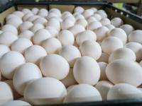 Egg prices soar in Mumbai, ahead of Christmas and New Year - News | Egg prices soar in Mumbai, ahead of Christmas and New Year | Latest maharashtra News at Lokmattimes.com