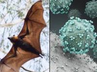 Nipah Virus Detected in Bat Samples in Kerala's Malappuram District Following 14-Year-Old Boy's Death - News | Nipah Virus Detected in Bat Samples in Kerala's Malappuram District Following 14-Year-Old Boy's Death | Latest national News at Lokmattimes.com Nipah Virus Detected in Bat Samples in Kerala's Malappuram District Following 14-Year-Old Boy's Death - News | Nipah Virus Detected in Bat Samples in Kerala's Malappuram District Following 14-Year-Old Boy's Death | Latest national News at Lokmattimes.com