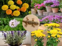 Keep Lizards Away Naturally: 5 Flowering Plants You Should Grow at Home - News | Keep Lizards Away Naturally: 5 Flowering Plants You Should Grow at Home | Latest lifestyle News at Lokmattimes.com Keep Lizards Away Naturally: 5 Flowering Plants You Should Grow at Home - News | Keep Lizards Away Naturally: 5 Flowering Plants You Should Grow at Home | Latest lifestyle News at Lokmattimes.com