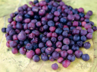 Falsa Fruit Benefits in Summer: 5 Reasons to Eat This Tangy-Sweet Fruit for Energy, Immunity and Better Health - News | Falsa Fruit Benefits in Summer: 5 Reasons to Eat This Tangy-Sweet Fruit for Energy, Immunity and Better Health | Latest health News at Lokmattimes.com