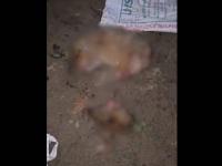 UP Shocker: Severed Head and Legs of Jackal Found in Badaun Forest Inspector’s Car; Investigation Underway (Watch Video) - News | UP Shocker: Severed Head and Legs of Jackal Found in Badaun Forest Inspector’s Car; Investigation Underway (Watch Video) | Latest national News at Lokmattimes.com