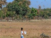 Locusts Attack in India: How well prepared are the States - News | Locusts Attack in India: How well prepared are the States | Latest national Photos at Lokmattimes.com Locusts Attack in India: How well prepared are the States - News | Locusts Attack in India: How well prepared are the States | Latest national Photos at Lokmattimes.com