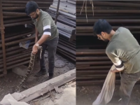 Mumbai: 8-Foot Indian Rock Python Rescued From BKC Construction Site (Watch Video) - News | Mumbai: 8-Foot Indian Rock Python Rescued From BKC Construction Site (Watch Video) | Latest mumbai News at Lokmattimes.com