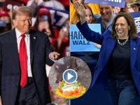 US Election 2024: Thailand's Hippo Moo Deng Predicts Donald Trump Victory Over Kamala Harris (Watch Viral Video) - News | US Election 2024: Thailand's Hippo Moo Deng Predicts Donald Trump Victory Over Kamala Harris (Watch Viral Video) | Latest social-viral News at Lokmattimes.com