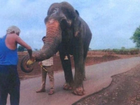 Bombay HC Approves Transfer of Elephant Mahadevi to Gujarat Sanctuary Backed by Anant Ambani’s Radhe Krishna Trust - News | Bombay HC Approves Transfer of Elephant Mahadevi to Gujarat Sanctuary Backed by Anant Ambani’s Radhe Krishna Trust | Latest national News at Lokmattimes.com Bombay HC Approves Transfer of Elephant Mahadevi to Gujarat Sanctuary Backed by Anant Ambani’s Radhe Krishna Trust - News | Bombay HC Approves Transfer of Elephant Mahadevi to Gujarat Sanctuary Backed by Anant Ambani’s Radhe Krishna Trust | Latest national News at Lokmattimes.com