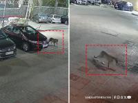Mumbai: Leopard Sighted Third Time At Goregaon East Society, Residents Fear Late-Night Movement (Watch Video) | Latest mumbai News at www.lokmattimes.com