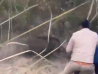 Wild Boar Attack in UP: Forest Officer Injured After Being Bitten in Badaun; Dramatic Video Surfaces - News | Wild Boar Attack in UP: Forest Officer Injured After Being Bitten in Badaun; Dramatic Video Surfaces | Latest social-viral News at Lokmattimes.com