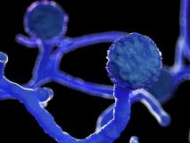 Government wants states to declare Black Fungus as epidemic