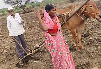 Maharashtra government provides bull to farmer couple after viral video shows wife pulling plough
