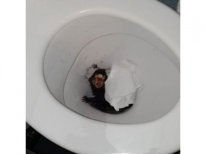 Shocking! Woman caught on camera offering pet monkey cocaine and flushing animal down toilet | Shocking! Woman caught on camera offering pet monkey cocaine and flushing animal down toilet