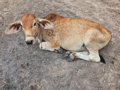 Maharashtra begins vaccination drive against Lumpy Skin disease | Maharashtra begins vaccination drive against Lumpy Skin disease