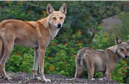 Wolf Attack in Uttar Pradesh: Eight Villagers Killed By Deadly Predators; Search Operations Underway | Wolf Attack in Uttar Pradesh: Eight Villagers Killed By Deadly Predators; Search Operations Underway Wolf Attack in Uttar Pradesh: Eight Villagers Killed By Deadly Predators; Search Operations Underway | Wolf Attack in Uttar Pradesh: Eight Villagers Killed By Deadly Predators; Search Operations Underway