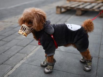 First human to animal infection: Pet dog infected with Coronavirus in Hong Kong | First human to animal infection: Pet dog infected with Coronavirus in Hong Kong First human to animal infection: Pet dog infected with Coronavirus in Hong Kong | First human to animal infection: Pet dog infected with Coronavirus in Hong Kong
