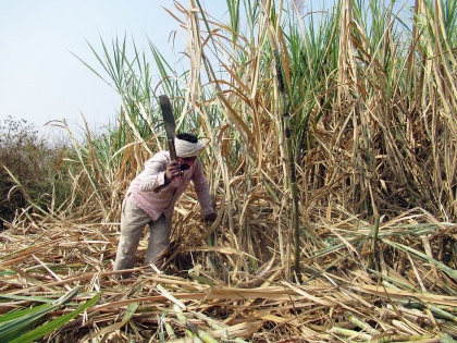 Union Cabinet Approves ₹25 Hike in Sugarcane FRP Amid Farmers' Protest | Union Cabinet Approves ₹25 Hike in Sugarcane FRP Amid Farmers' Protest