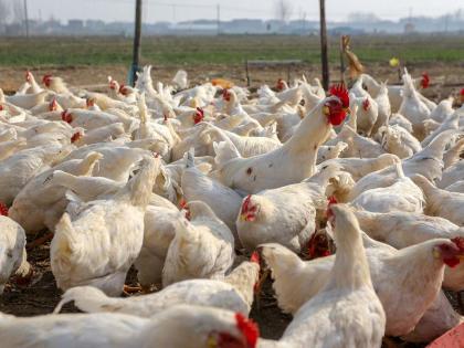 After COVID-19, bird flu detected in Kerala’s Alappuzha district | After COVID-19, bird flu detected in Kerala’s Alappuzha district