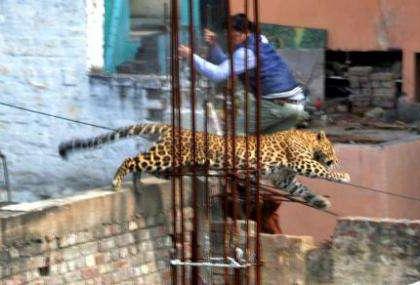 3 injured after leopard enters residential building in Kalyan | 3 injured after leopard enters residential building in Kalyan