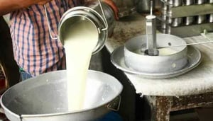 Mumbai: Buffalo milk prices to rise by ₹ 5 from March 1 onwards | Mumbai: Buffalo milk prices to rise by ₹ 5 from March 1 onwards