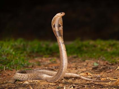 Mumbai: Live Cobra Worship Harms ‘Nag Devta’; Experts Urge Ban Ahead of Nag Panchami | Mumbai: Live Cobra Worship Harms ‘Nag Devta’; Experts Urge Ban Ahead of Nag Panchami Mumbai: Live Cobra Worship Harms ‘Nag Devta’; Experts Urge Ban Ahead of Nag Panchami | Mumbai: Live Cobra Worship Harms ‘Nag Devta’; Experts Urge Ban Ahead of Nag Panchami