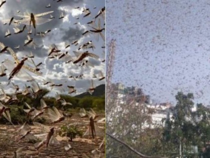 All you need to know about Locusts Attack | All you need to know about Locusts Attack