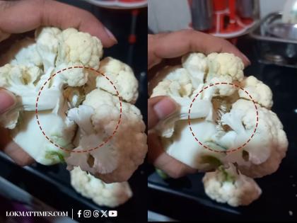 Health Alert: Viral Video Shows Insects in Cauliflower Amid Monsoon Season (Watch) | Health Alert: Viral Video Shows Insects in Cauliflower Amid Monsoon Season (Watch) Health Alert: Viral Video Shows Insects in Cauliflower Amid Monsoon Season (Watch) | Health Alert: Viral Video Shows Insects in Cauliflower Amid Monsoon Season (Watch)
