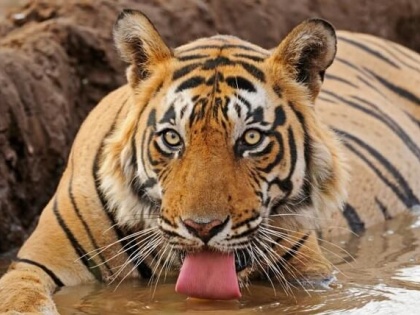 Supreme Court Bans Tiger Safari in Core Areas of Jim Corbett National Park | Supreme Court Bans Tiger Safari in Core Areas of Jim Corbett National Park