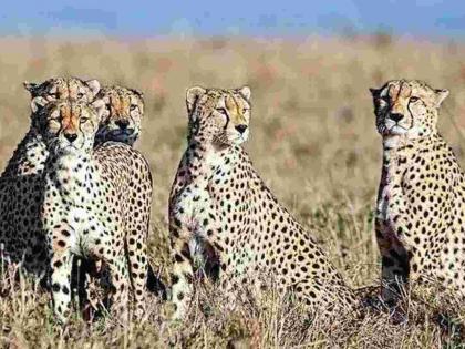 8 Namibian cheetahs to arrive in India on PM Modi's birthday | 8 Namibian cheetahs to arrive in India on PM Modi's birthday