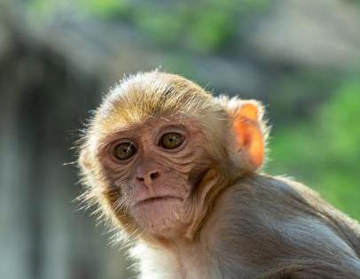 Monkey's granted land rights in Maharashtra's Osmanabad district | Monkey's granted land rights in Maharashtra's Osmanabad district Monkey's granted land rights in Maharashtra's Osmanabad district | Monkey's granted land rights in Maharashtra's Osmanabad district