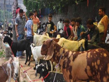 Maharashtra : 6 goats worth 1.20 lakh for Bakrid celebrations electrocuted | Maharashtra : 6 goats worth 1.20 lakh for Bakrid celebrations electrocuted Maharashtra : 6 goats worth 1.20 lakh for Bakrid celebrations electrocuted | Maharashtra : 6 goats worth 1.20 lakh for Bakrid celebrations electrocuted