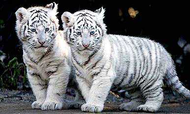 Two white tiger cubs in Lahore zoo died likely of Covid-19 infection - Reports | Two white tiger cubs in Lahore zoo died likely of Covid-19 infection - Reports