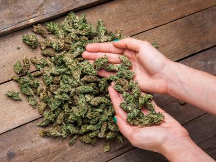 Maharashtra: 90 kg ganja seized from car in Thane | Maharashtra: 90 kg ganja seized from car in Thane Maharashtra: 90 kg ganja seized from car in Thane | Maharashtra: 90 kg ganja seized from car in Thane