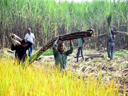 Maharashtra: Sugarcane farmers protest in Pune over various demands | Maharashtra: Sugarcane farmers protest in Pune over various demands