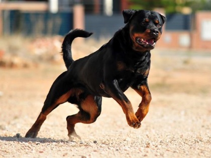 Pitbull, Rottweiler Ban : Centre Directs States to Ban 23 Ferocious Dogs Citing Threat to Human Life | Pitbull, Rottweiler Ban : Centre Directs States to Ban 23 Ferocious Dogs Citing Threat to Human Life