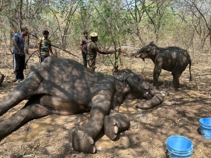 Elephant Found Dead in Tamil Nadu: Extreme Heatwave Probable Reason | Elephant Found Dead in Tamil Nadu: Extreme Heatwave Probable Reason