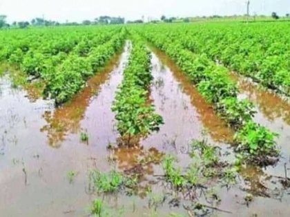 Unseasonal Rain and Hailstorms Cause Wheat and Gram Crop Damage in Maharashtra's Vidarbha Region | Unseasonal Rain and Hailstorms Cause Wheat and Gram Crop Damage in Maharashtra's Vidarbha Region