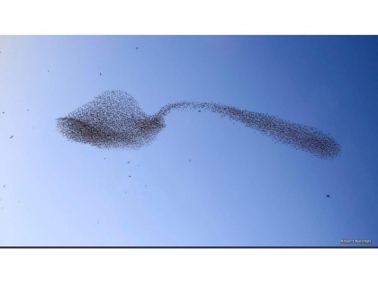 Israeli photographer captures group of birds swooped in shape of bending spoon | Israeli photographer captures group of birds swooped in shape of bending spoon