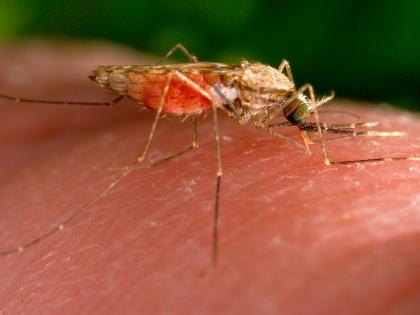 Malaria Outbreak Hits Gadchiroli: 55-Year-Old Woman Dies as Cases Climb Over 2,000 Cases | Malaria Outbreak Hits Gadchiroli: 55-Year-Old Woman Dies as Cases Climb Over 2,000 Cases Malaria Outbreak Hits Gadchiroli: 55-Year-Old Woman Dies as Cases Climb Over 2,000 Cases | Malaria Outbreak Hits Gadchiroli: 55-Year-Old Woman Dies as Cases Climb Over 2,000 Cases