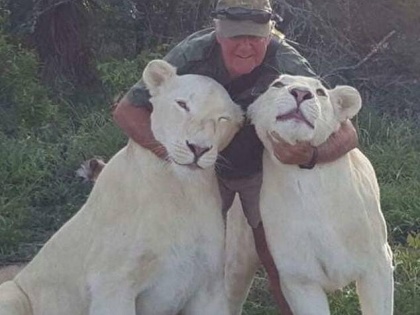 South African conservationist mauled to death by his two pet lions during routine walk | South African conservationist mauled to death by his two pet lions during routine walk